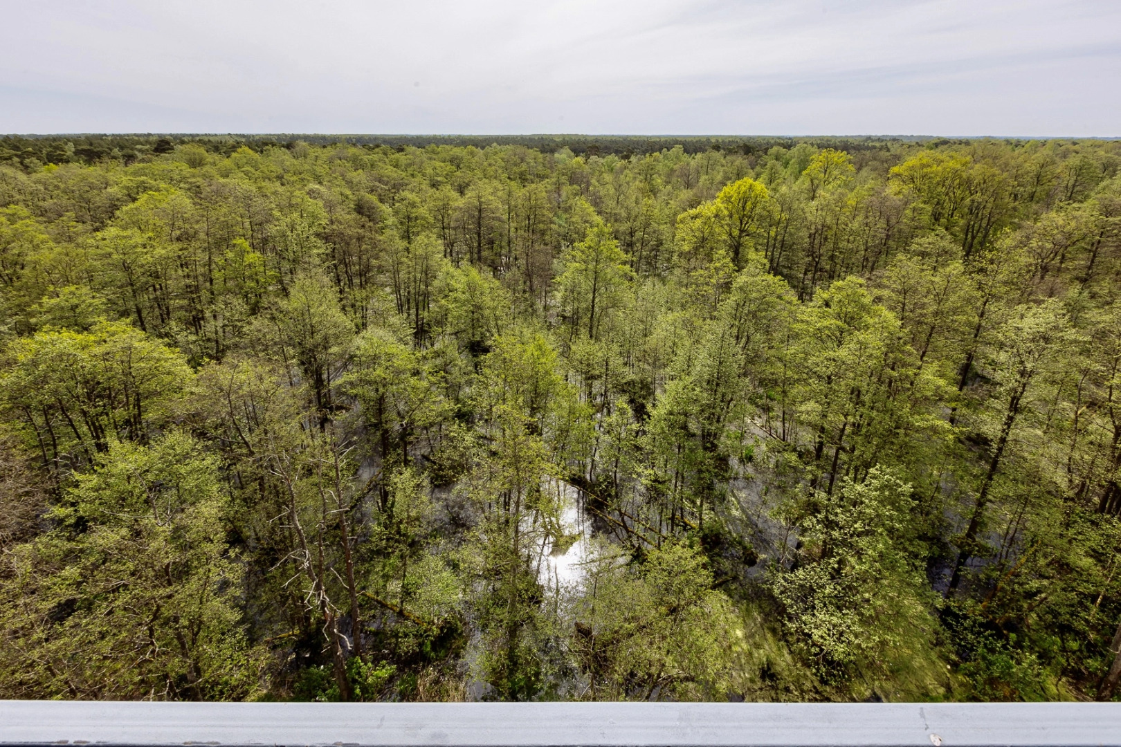 Апартаменты Форест Ривьера