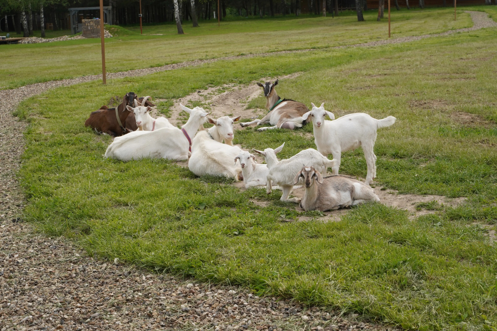 Частный дом В лесу на миниферме