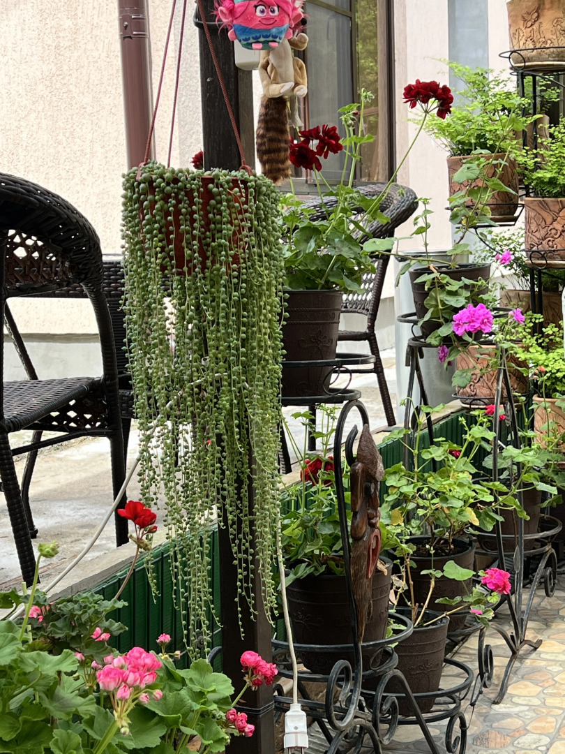 Гостевой дом Сюзи