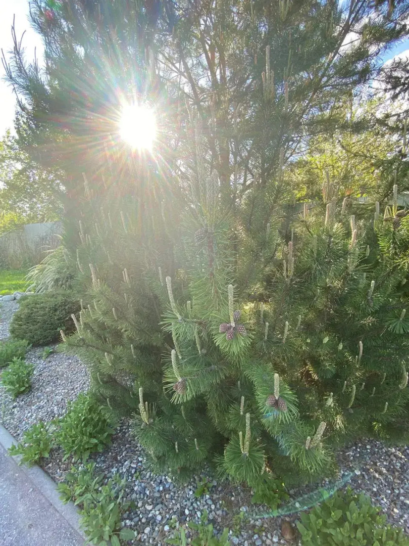 Вилла Усадьба Лесной Рай