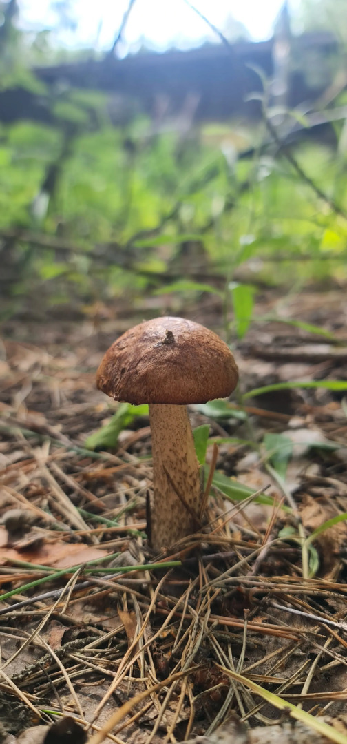 Глэмпинг Lesavushka