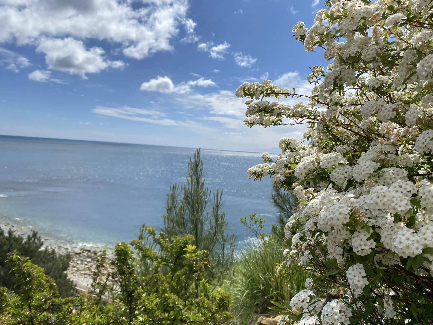 Апартаменты в пос Сосновом