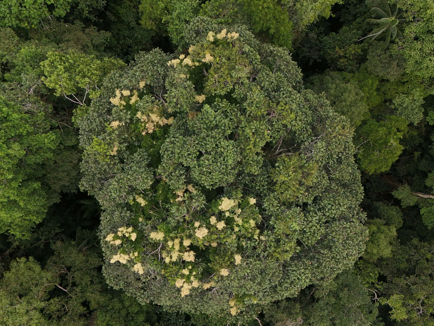 Отель Refugio Amazonas