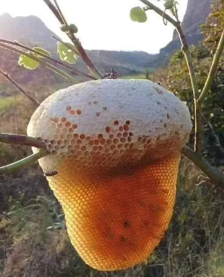 Moon Hill Resort Munnar ( Nature Retreat )