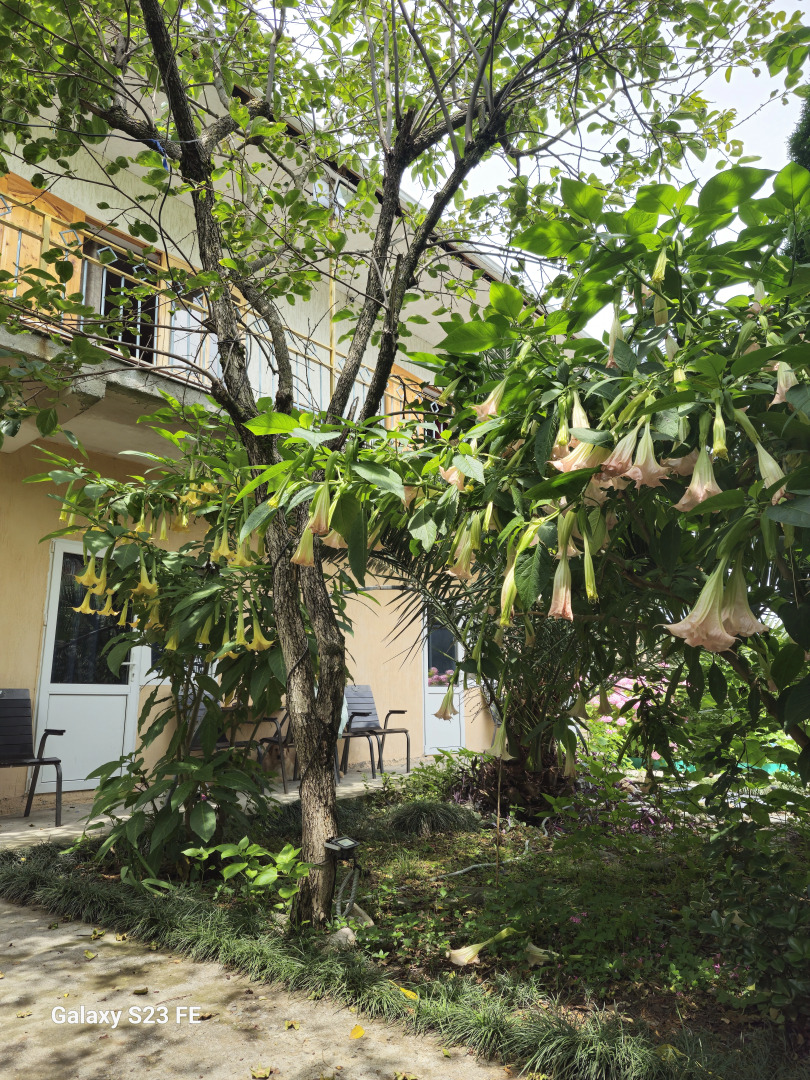 Гостевой Дом Две Пальмы