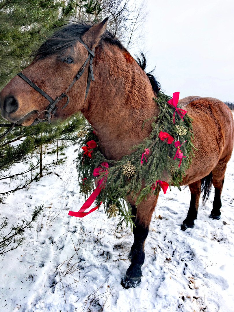 Частный Дом в лесу и никаких соседей