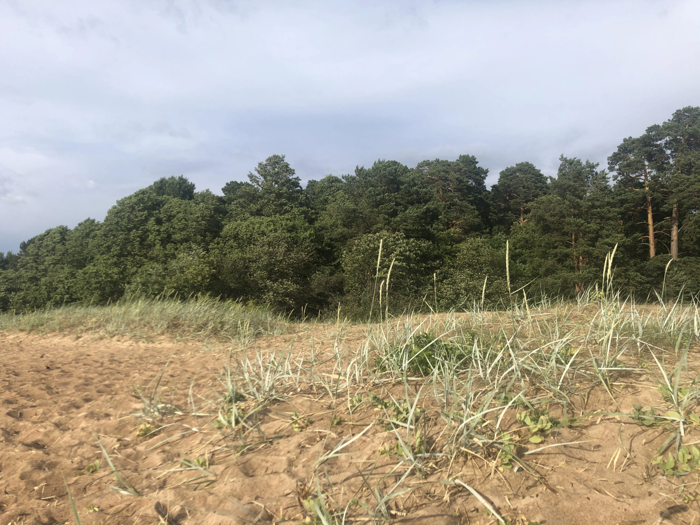 Квартира Студия Белые Пески в Сосновом Бору