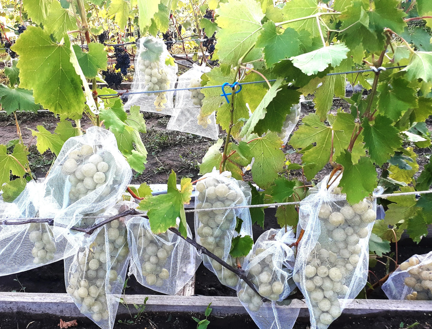 Частный дом Гостевой дом Усадьба Теплый хутор