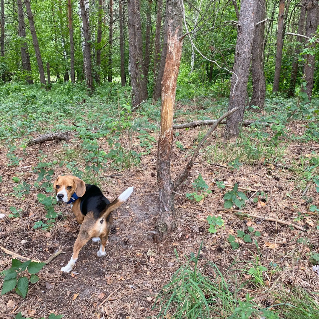 Шале Усадьба Горки 1