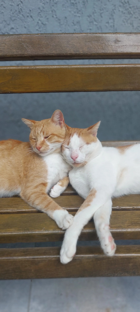 Отель TJ GARDENS