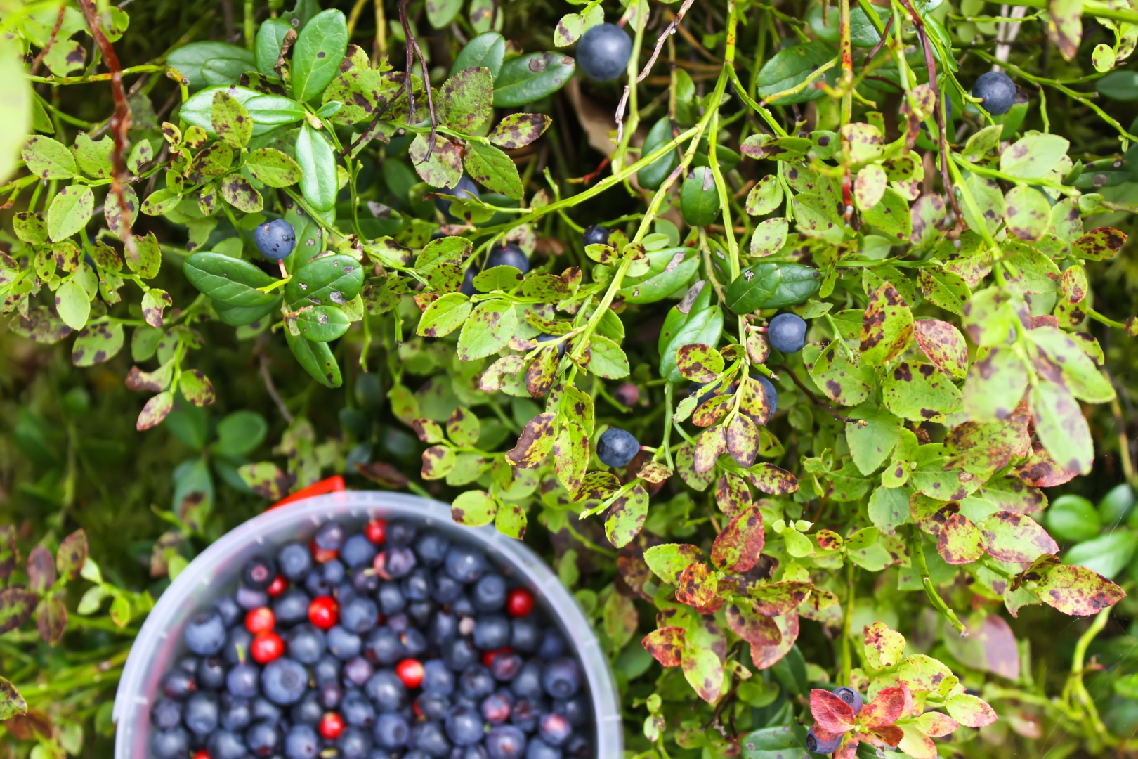 Частный дом в Снетково у озера