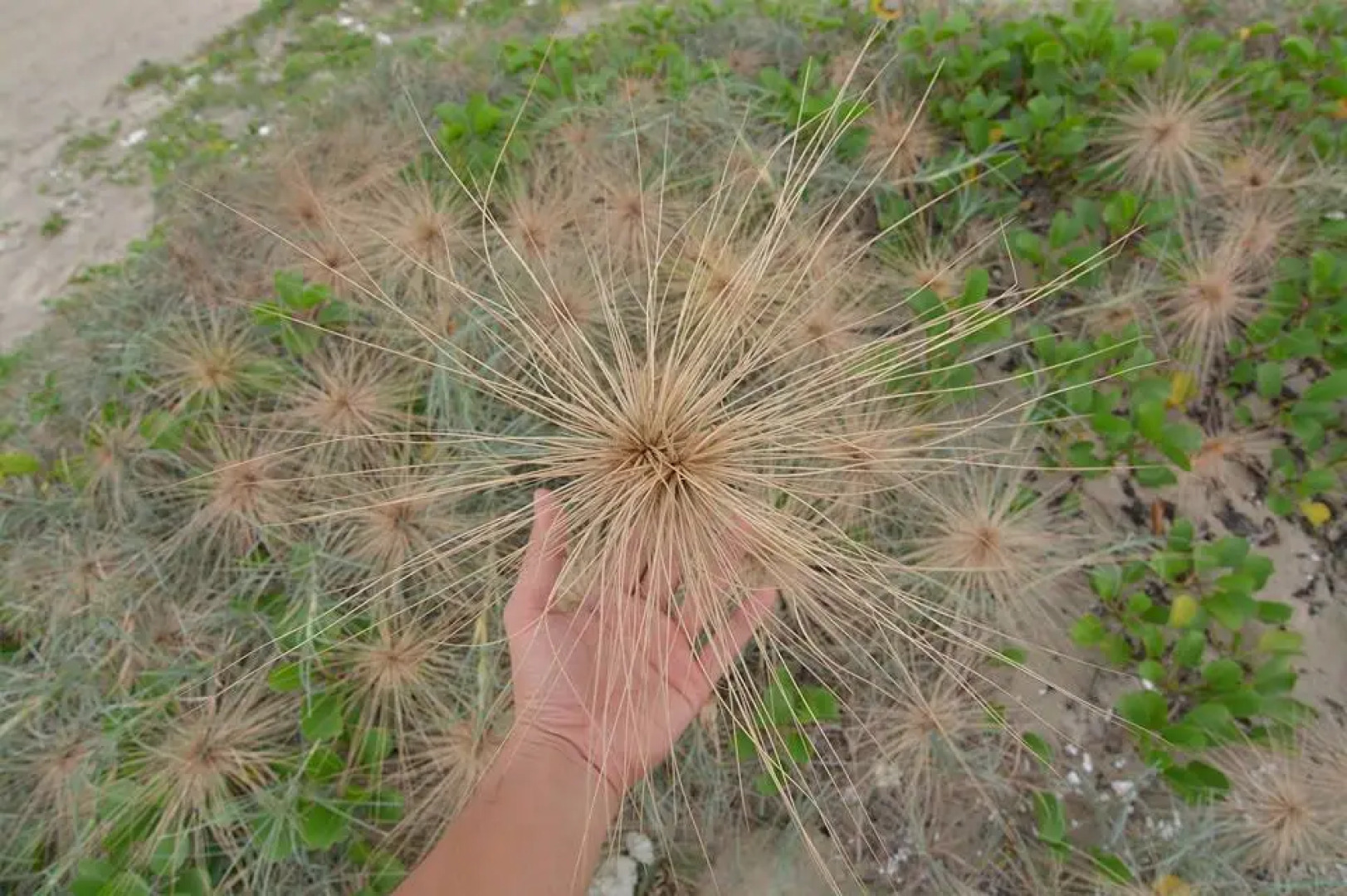 Вилла Plants Garden