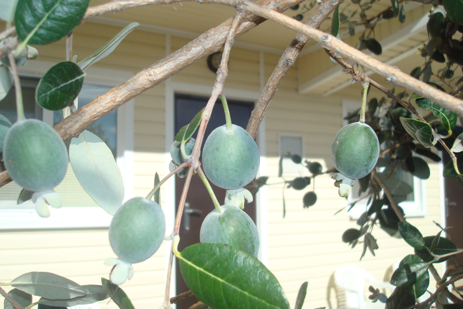Апарт-отель Арабика