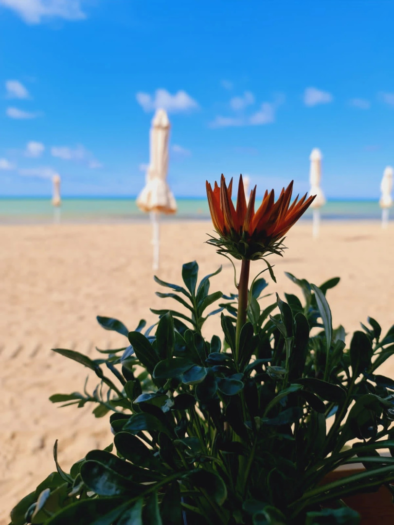 Апартаменты Золотые пески