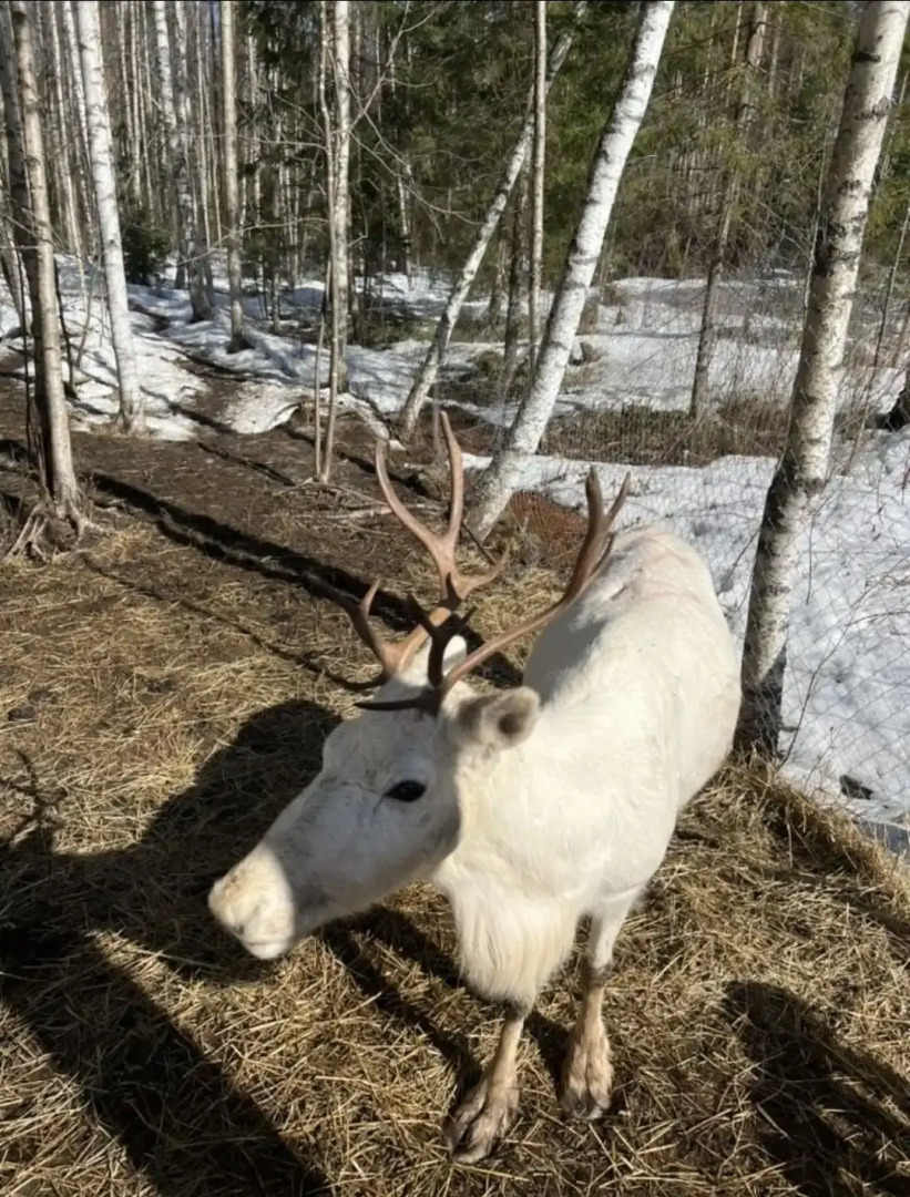 Частный дом DavinciApart