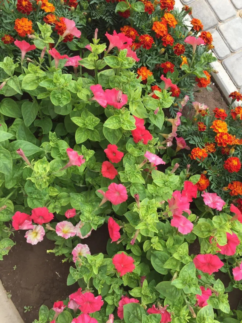 Гостевой Дом Coral