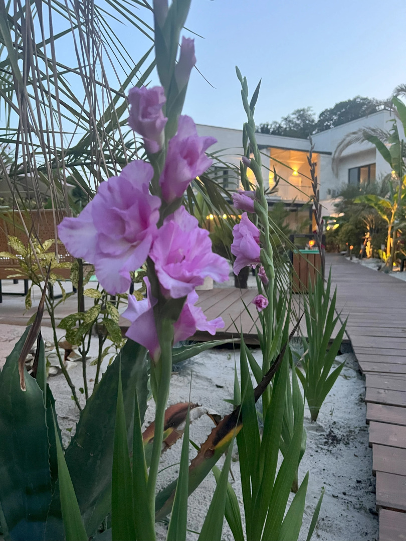 Отель Little Palm
