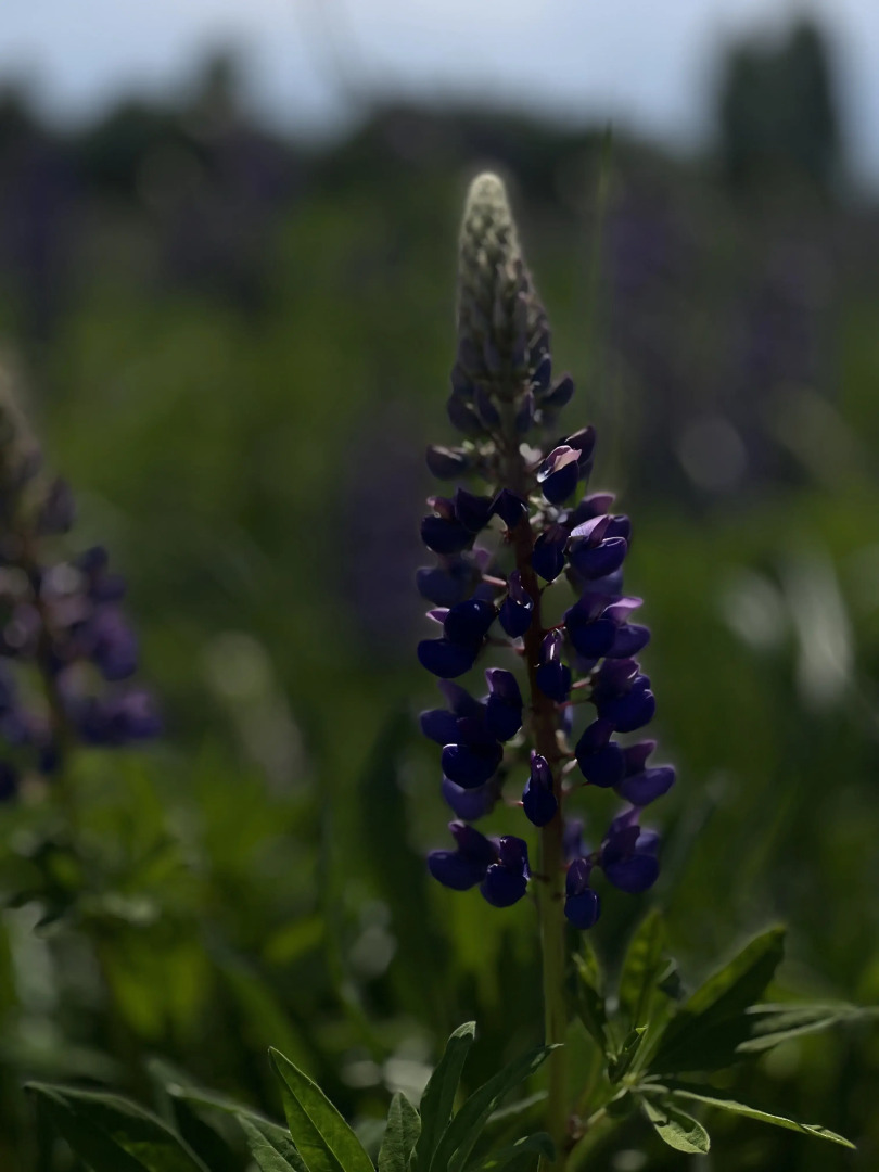 Шале Дизайнерский с Видом на Монастырь