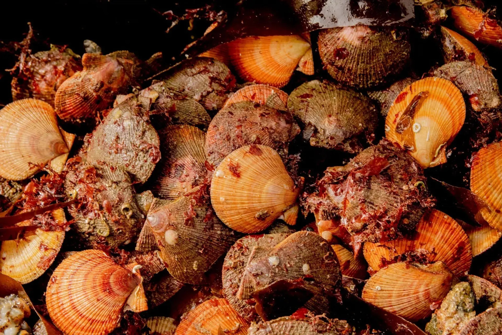 Гостевой дом усадьба Канентъявр