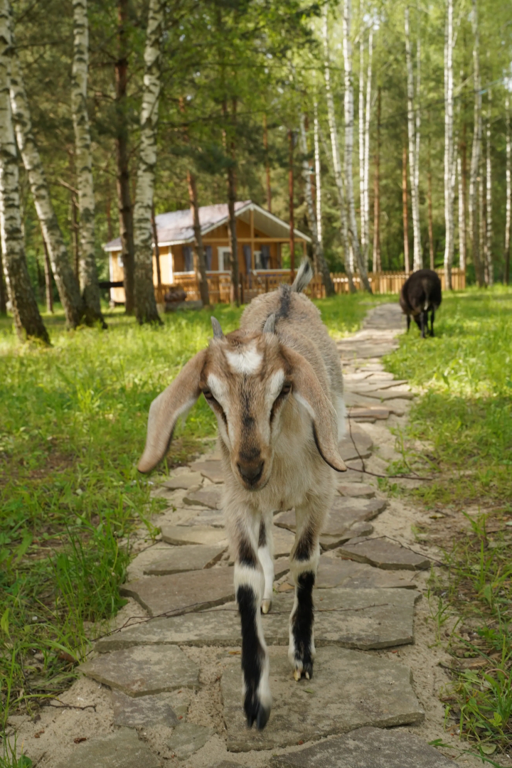 Частный дом В лесу на миниферме