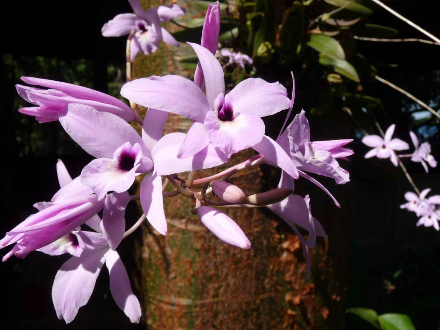 Бутик-отель Zopango Orchids Island