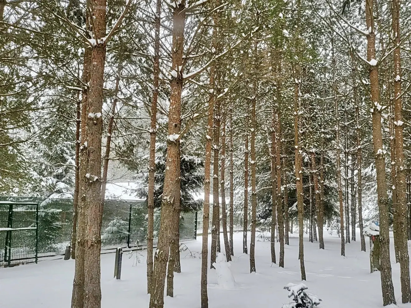 Частный дом Премиальный семейный дом в сосновом лесу