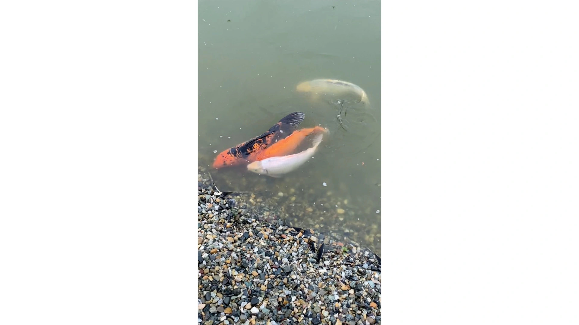 Отель Старая Мельница