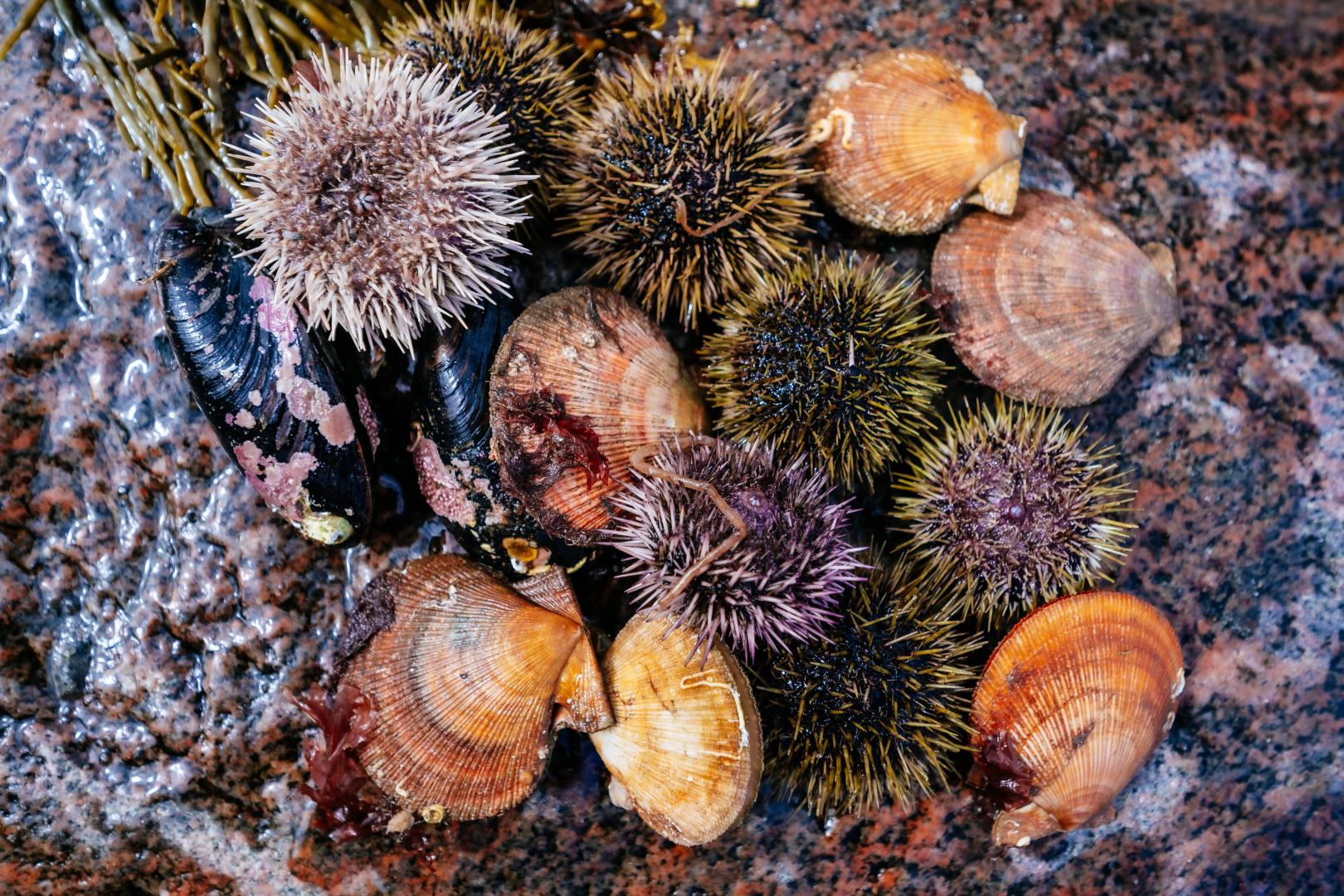 Глэмпинг Китовый Берег