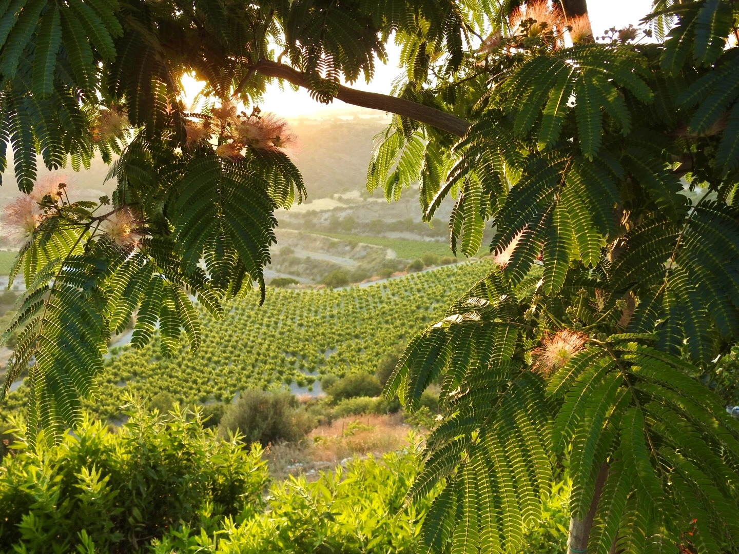Глэмпинг Nirvana Yurts