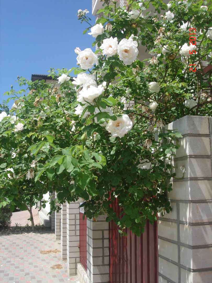 Гостевой дом Вера