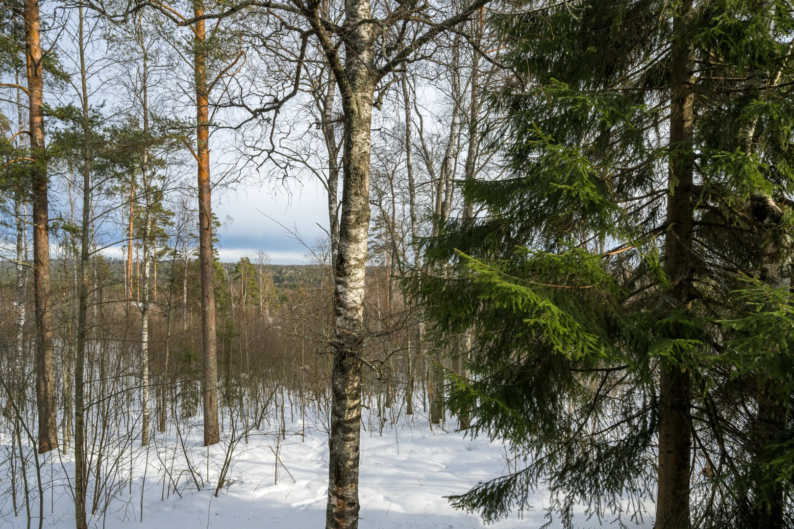 Шале Лесной восход
