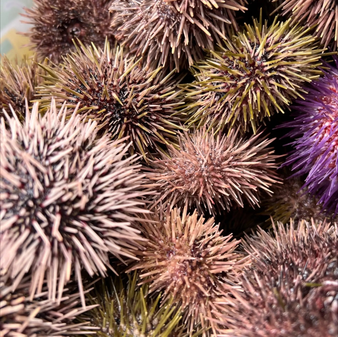 Гостевой дом усадьба Канентъявр