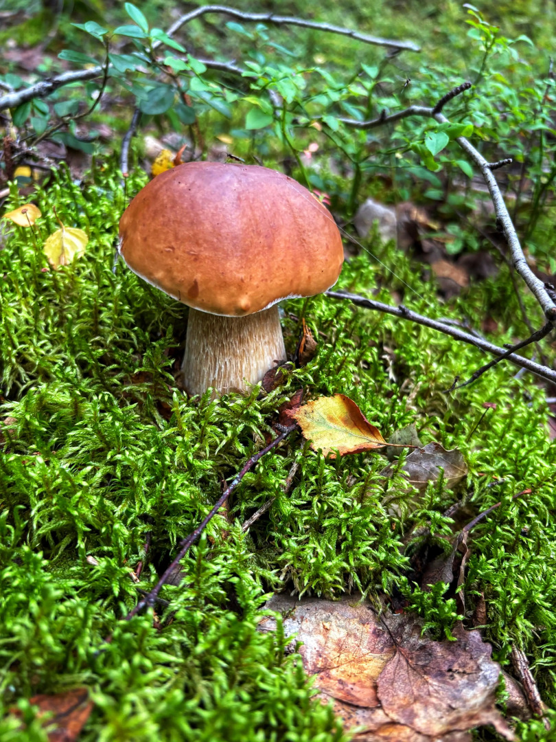 Шале у Озера