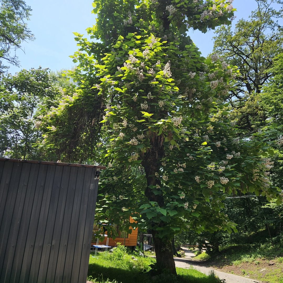 Хутор Романовский