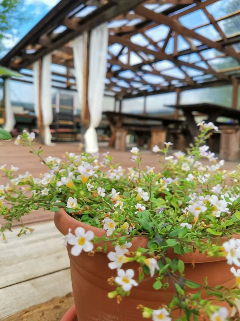 Гостевой дом Рыжая сова