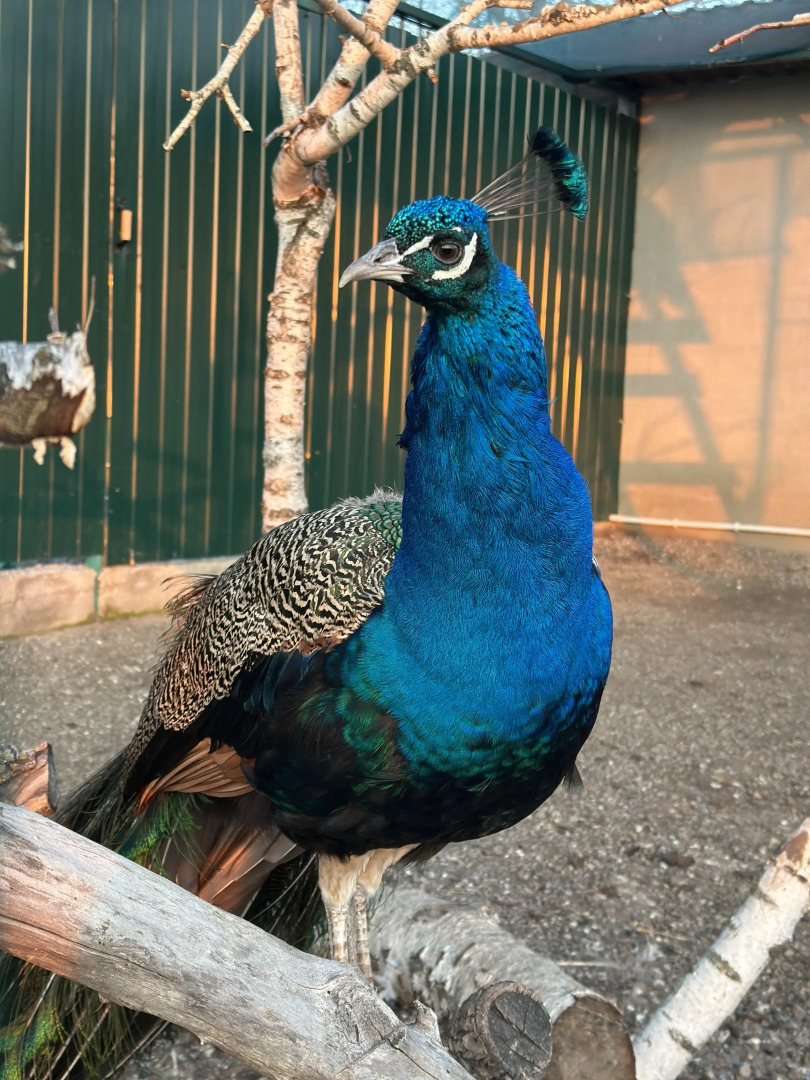 База отдыха Первомайская Усадьба