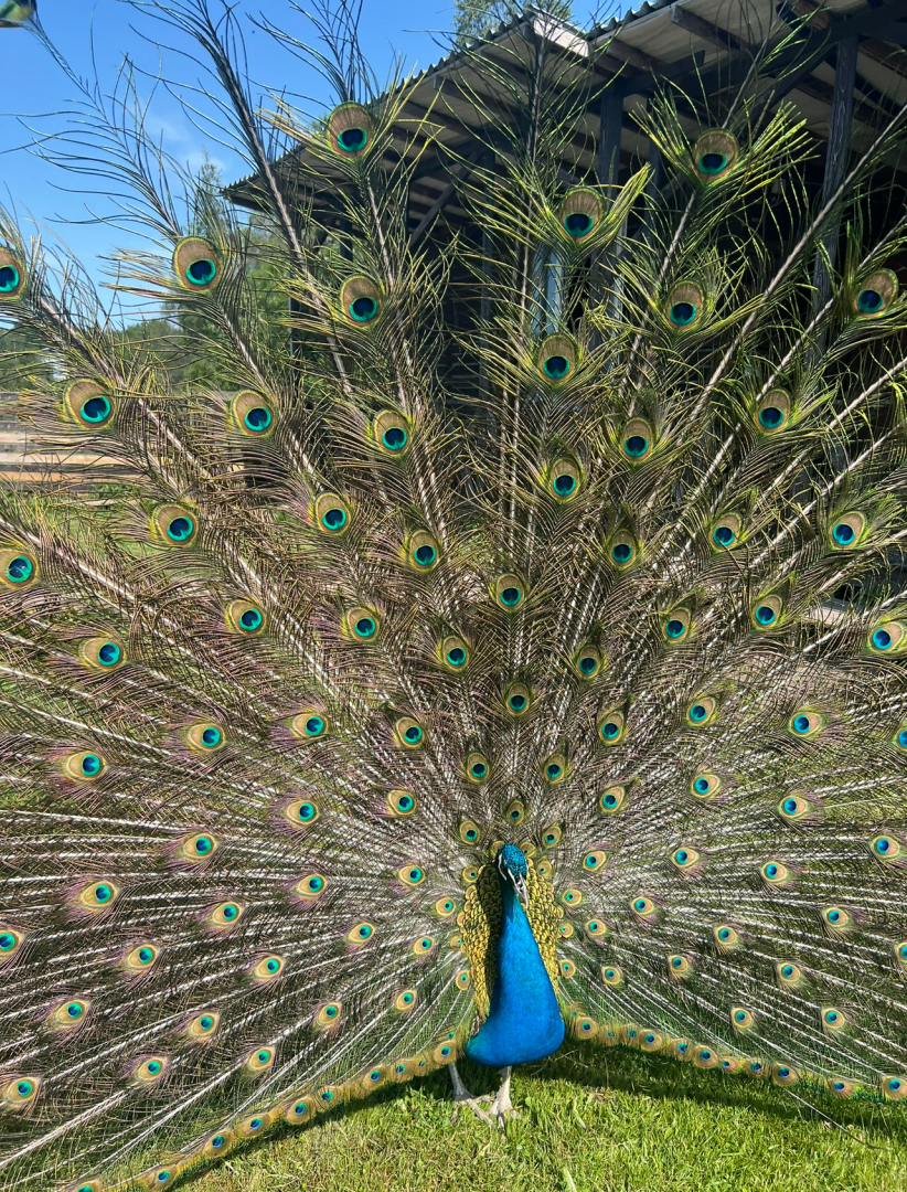 База отдыха Деревня Зюзино