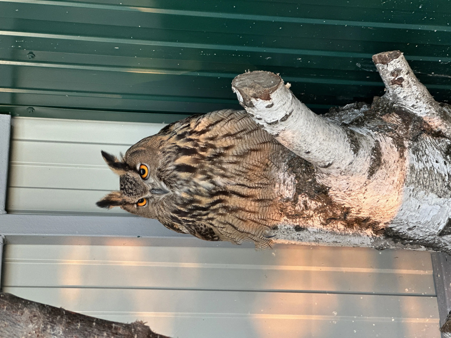 База отдыха Первомайская Усадьба