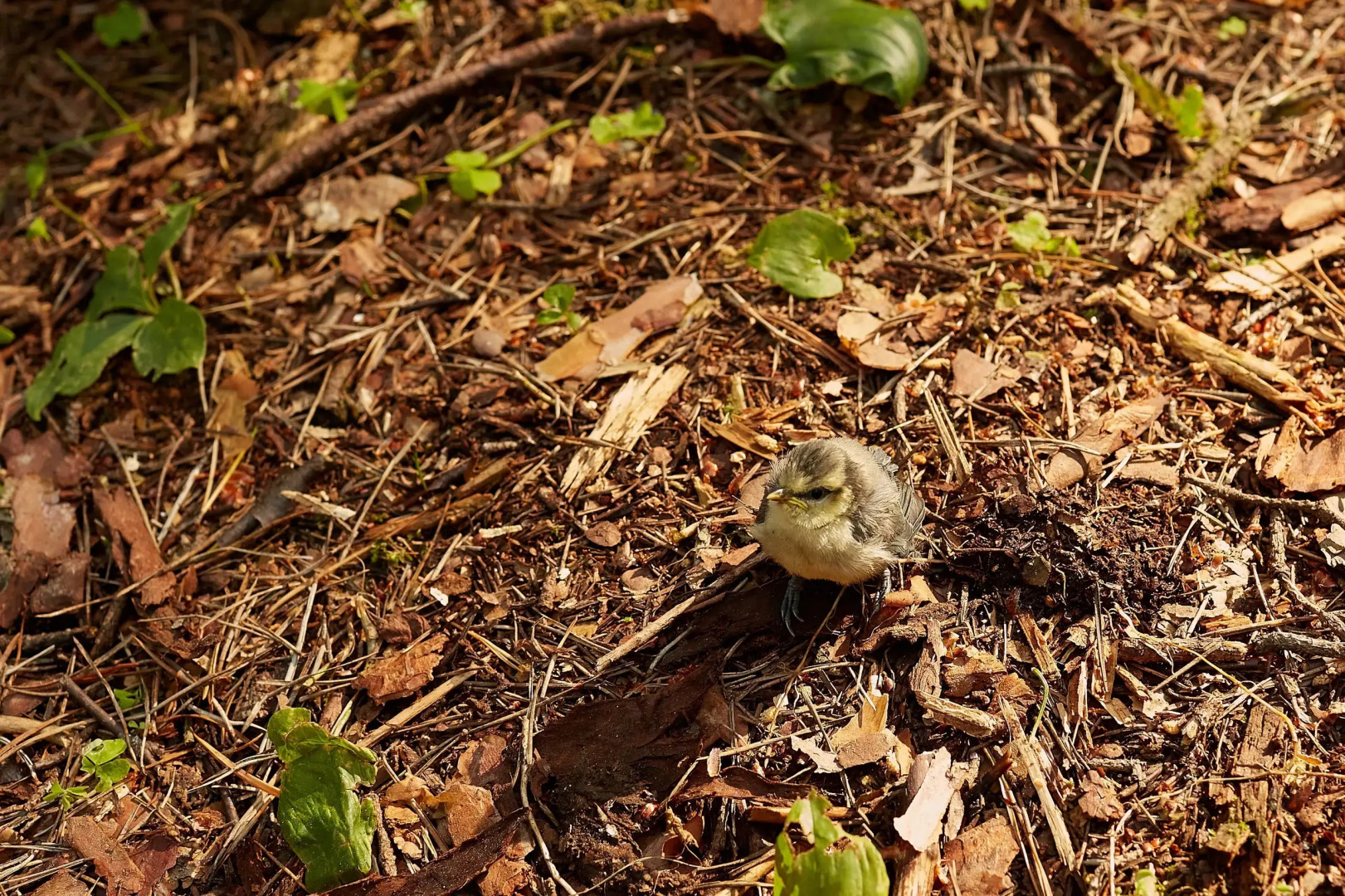 Частный дом Репинская дача на опушке красивого леса