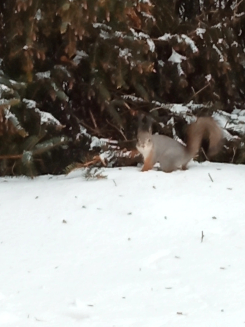 Частный дом с видом на сад в д. Санино