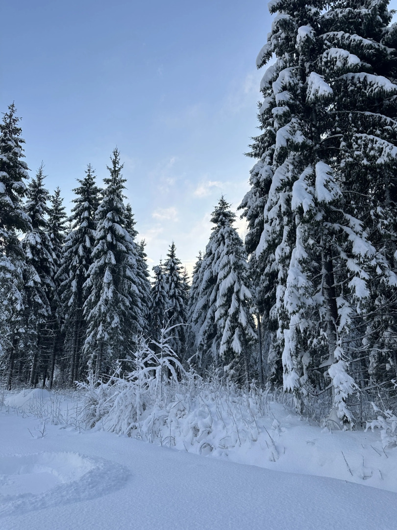 Частный дом Scandi house