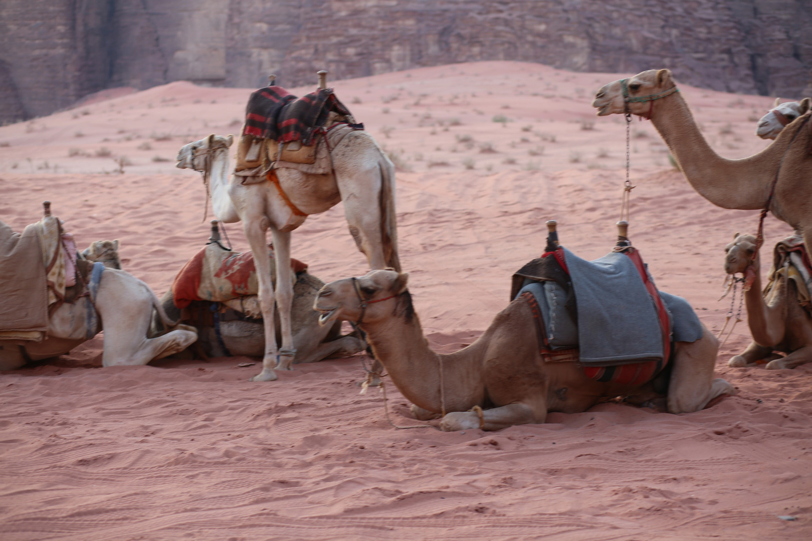 Кемпинг Wadi Rum Night Luxury