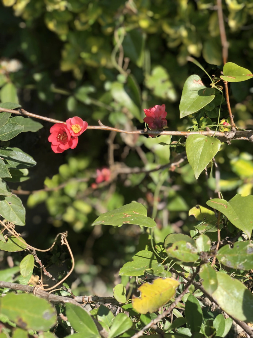 Гостевой Дом Casa Les Pomeretes