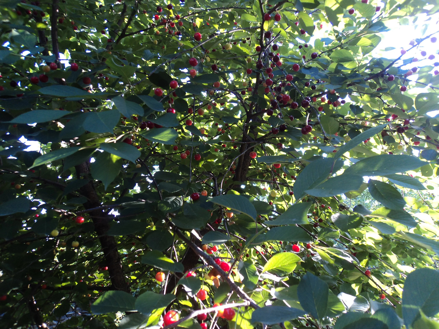 Гостевой Дом Violet