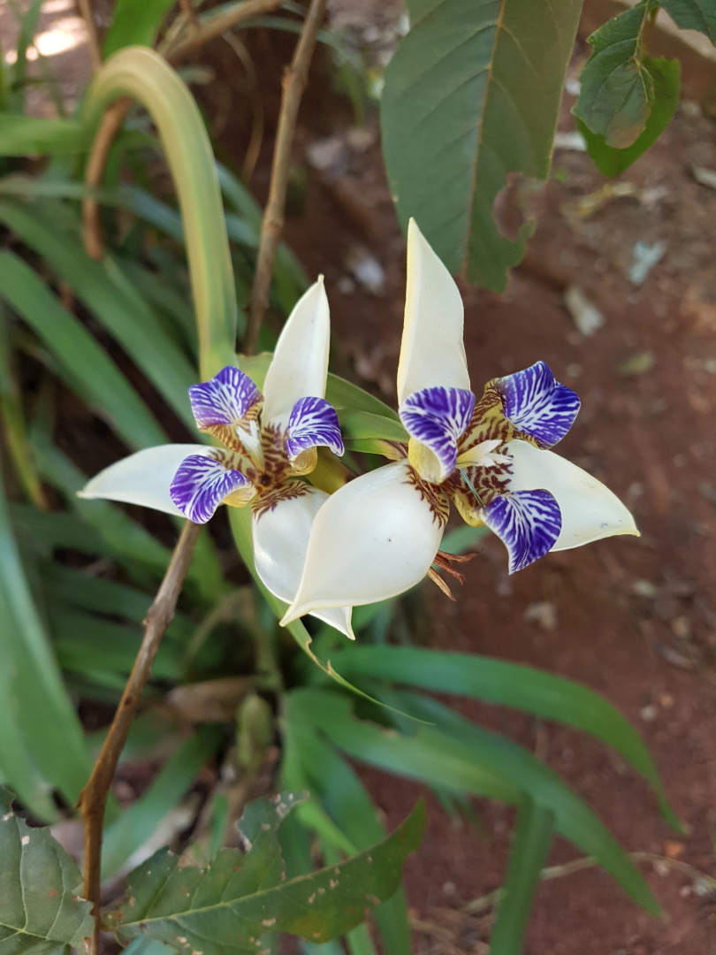 Гостевой Дом Casa Yaguarete