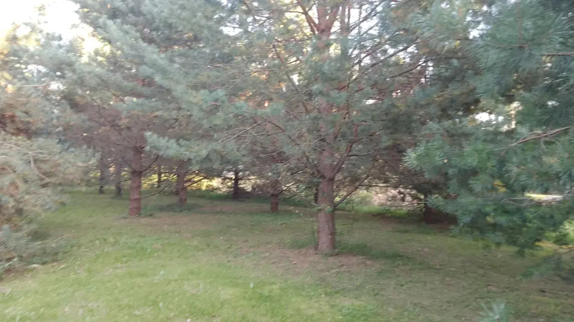 Частный дом Хитрый Лис