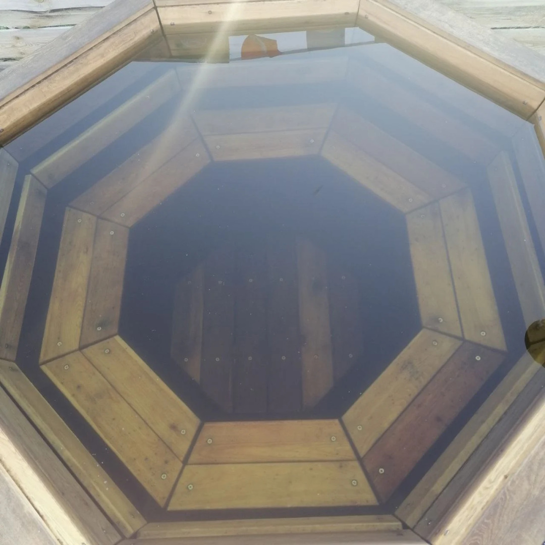 Папоротник