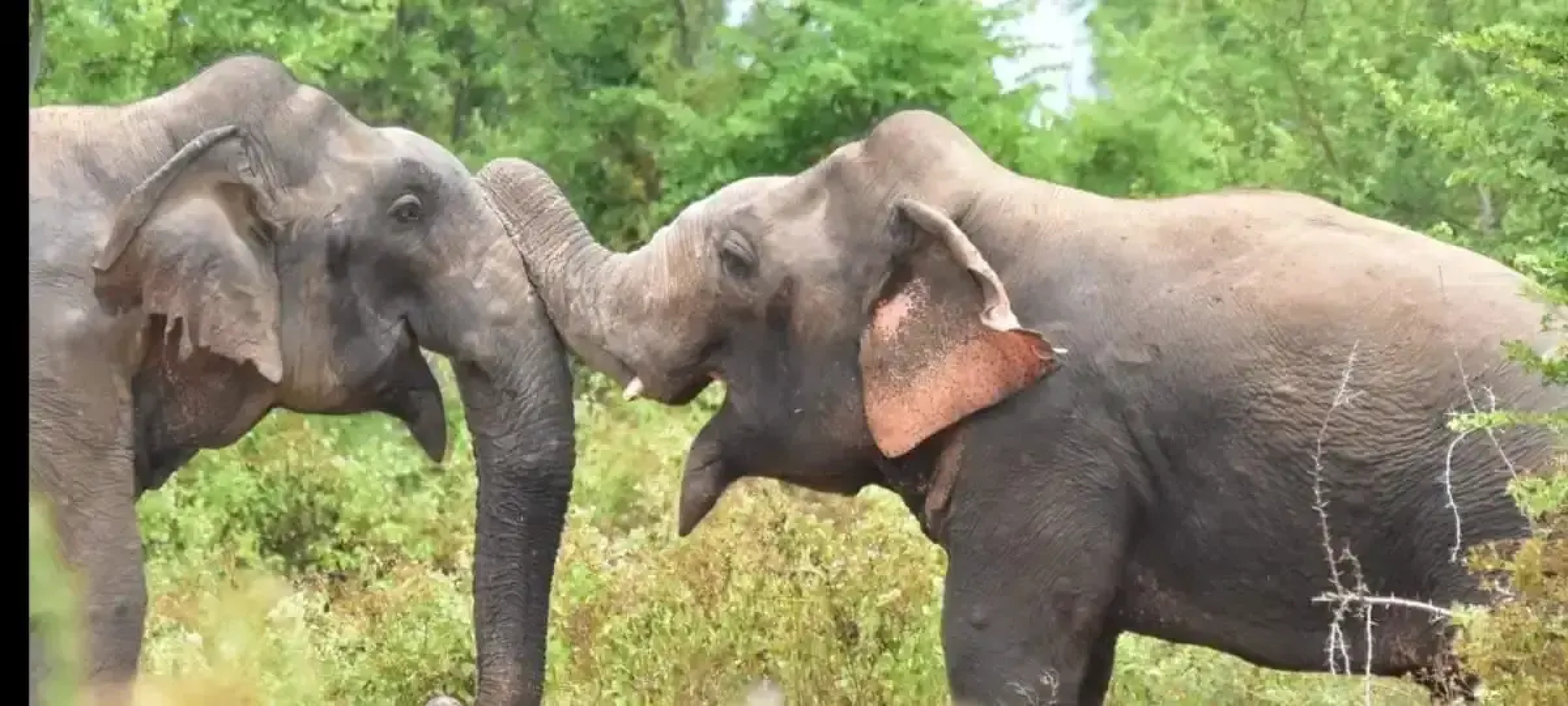 Глэмпинг Harmony Haven in Udawalawe