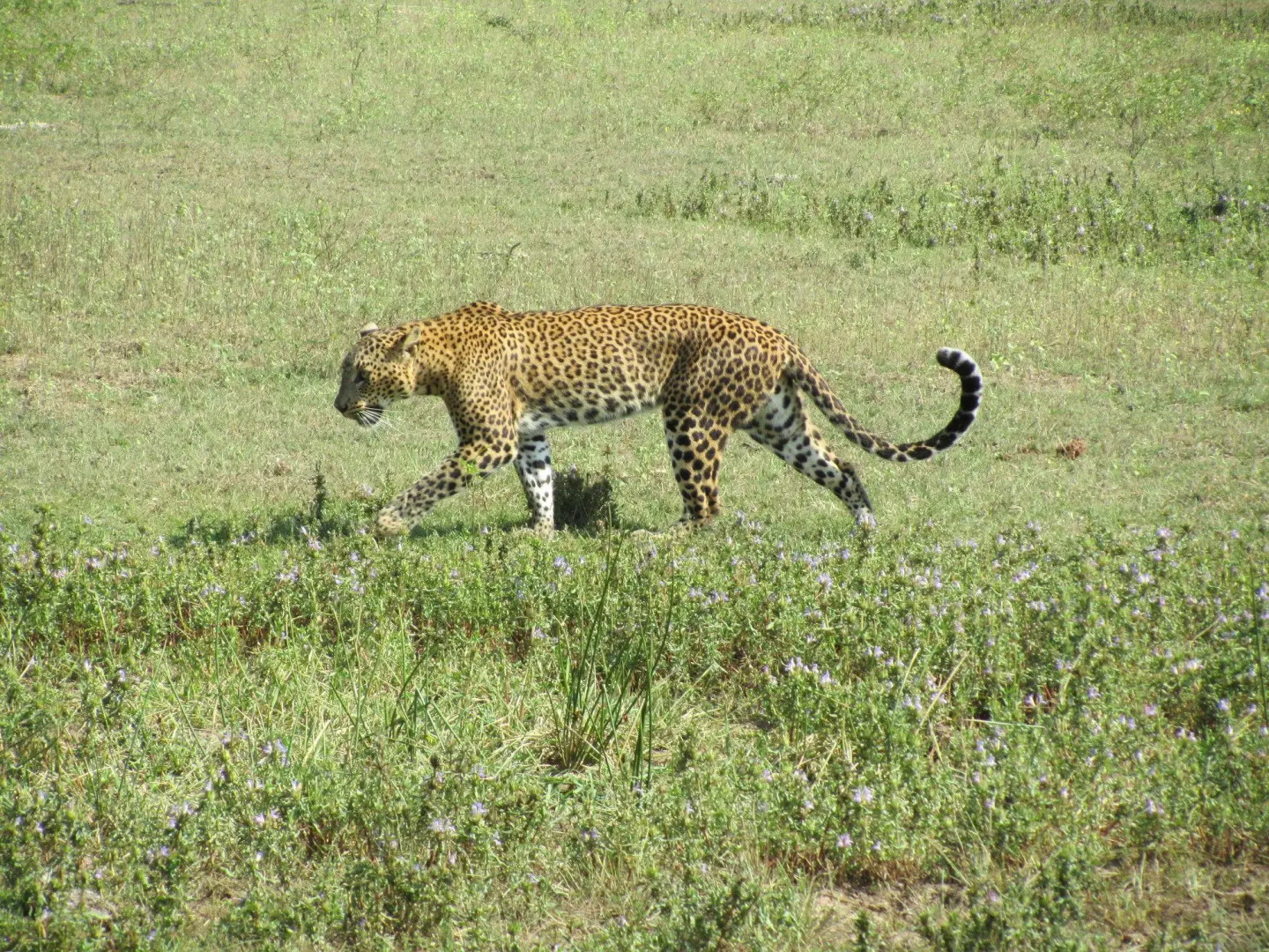 Курортный Отель Heina Nature Resort & Yala Safari