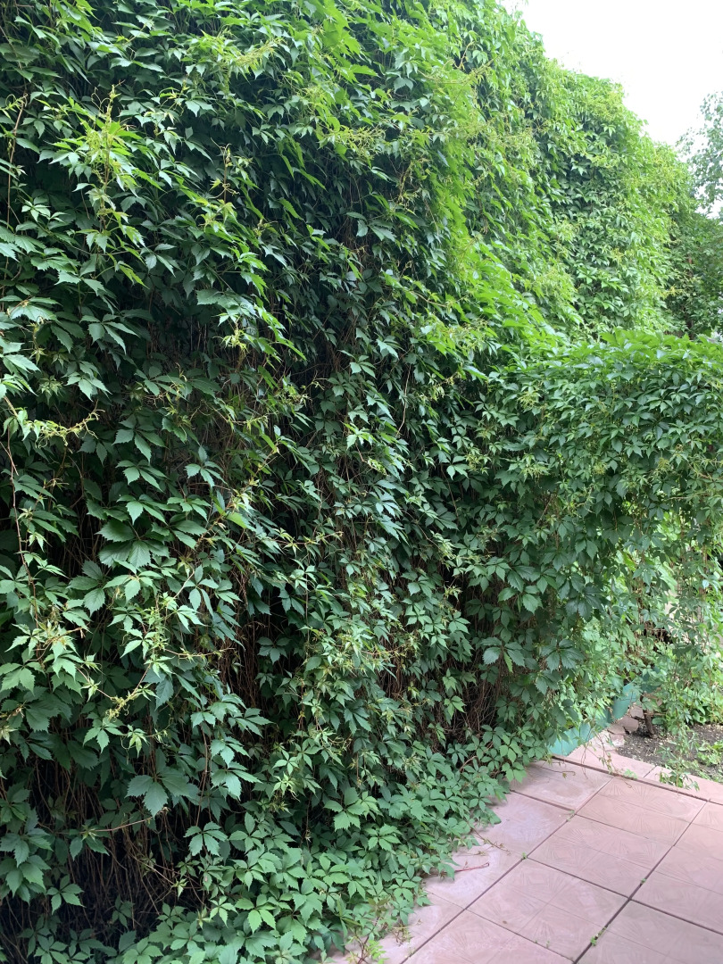 Бунгало Таунхаус